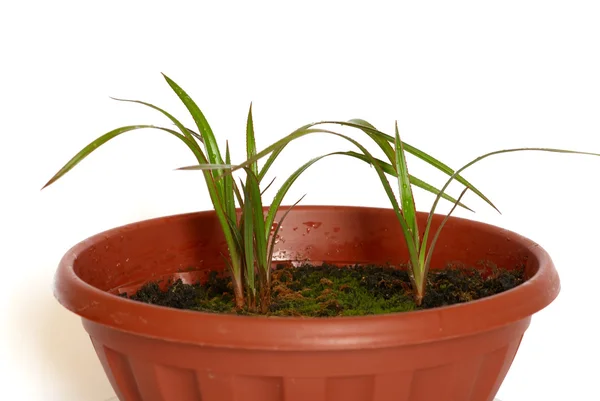 Groene jonge planten in de pot op witte achtergrond. — Stockfoto