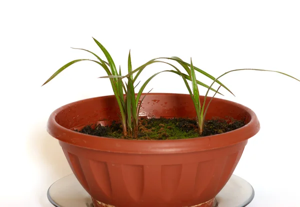 Green young plants in the pot on white background. — Stock Photo, Image