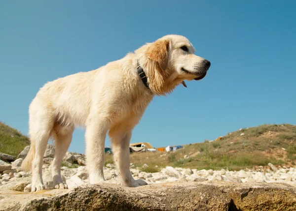 stock image Golden retriever on the coast.