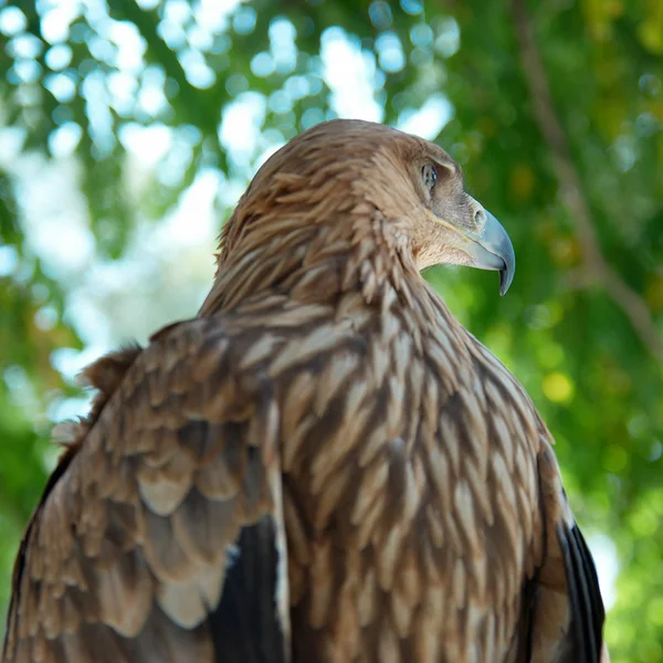 A hawk eagle sitting on the tree. — Stock Photo, Image