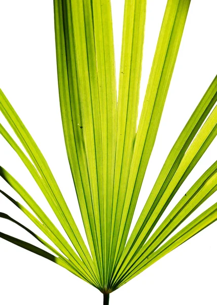Green leaf of fan palm isolated on white. — Stock Photo, Image