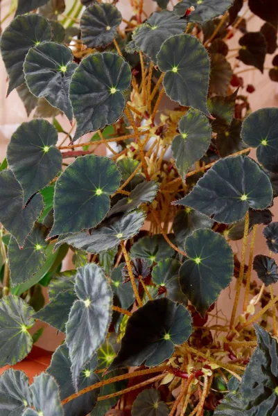 家の植物の暗いベゴニア. — ストック写真
