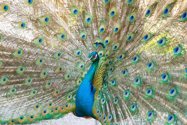 stock image Peacock with open train.