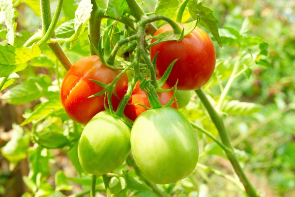 Red and green tomatoes on the bush. — Stock Photo, Image