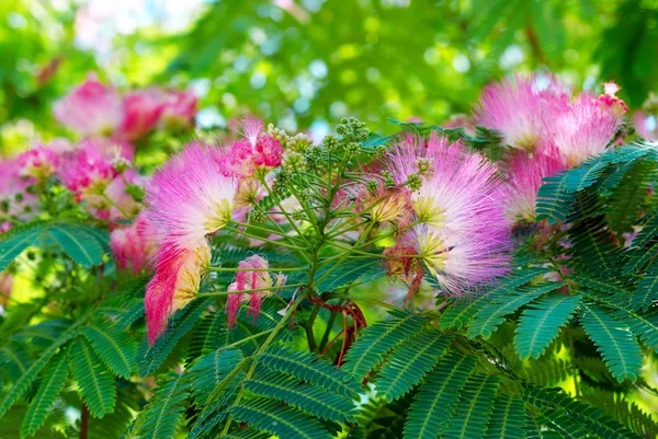 Blüten der Akazie (albizzia julibrissin)). — Stockfoto