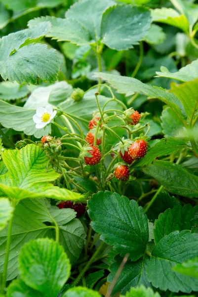 Bright wild strawberries with leaves. — Stock Photo, Image