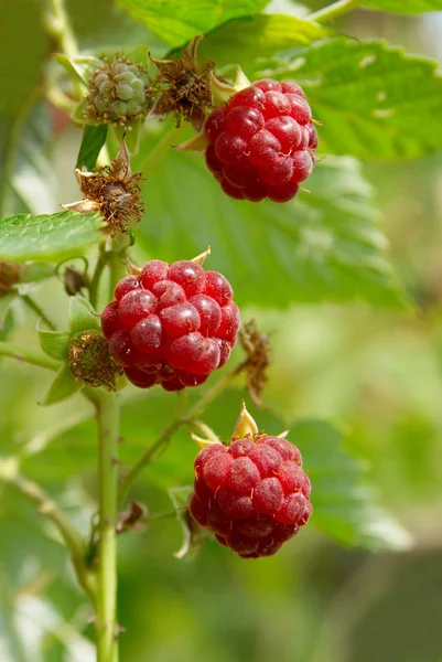 Red wild raspberries soft focus. — Stock Photo, Image