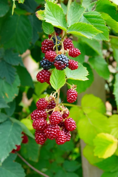 Black and red blackberries close-up, soft focus. — Stock Photo, Image