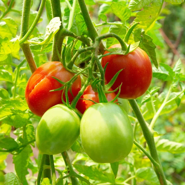 Rote und grüne Tomaten am Strauch. — Stockfoto