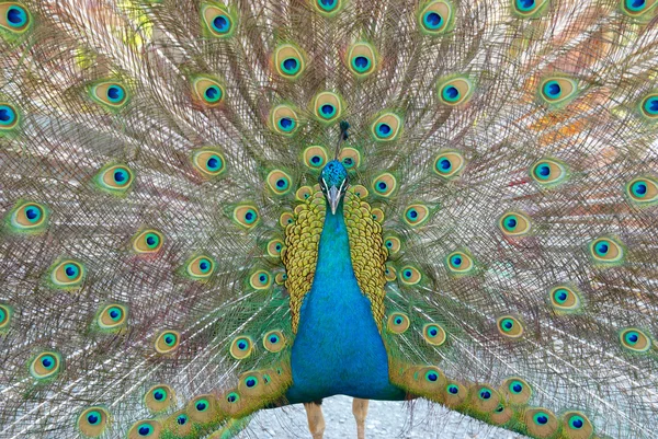 stock image Peacock with open train.