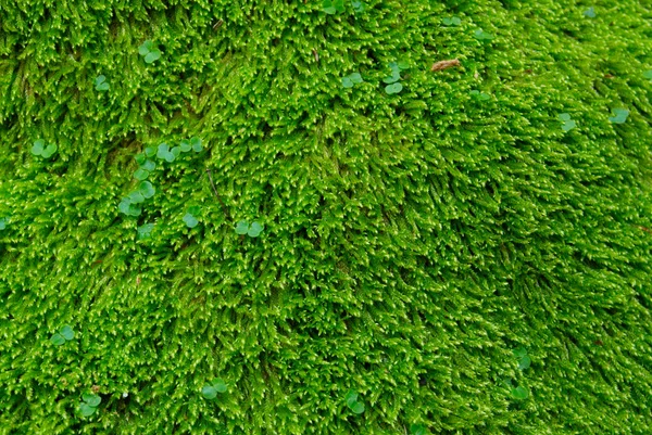 Herbe verte texturée . — Photo