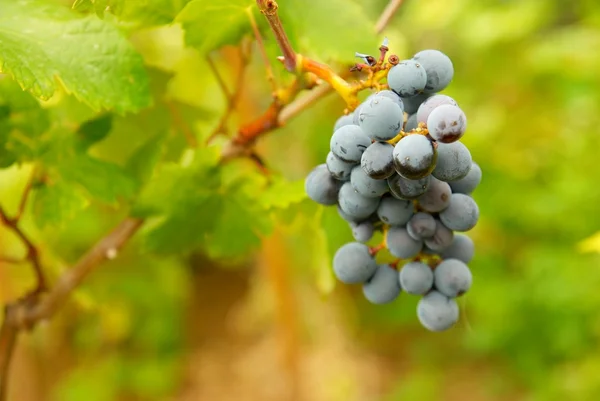 Bunch of black grapes. — Stock Photo, Image