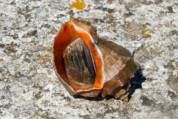 Concha e molusco de rapana venosa . — Fotografia de Stock
