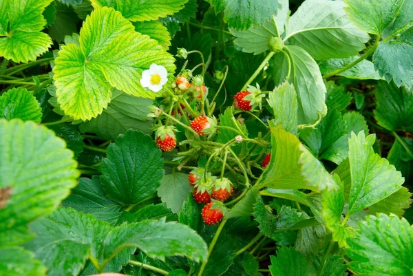 Bright wild strawberries with leaves. — Stock Photo, Image