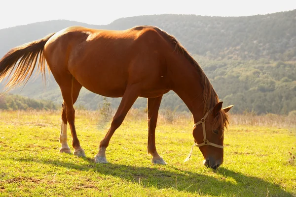 Betande häst i fältet. — Stockfoto
