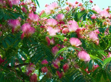 Flowers of acacia (Albizzia julibrissin). clipart