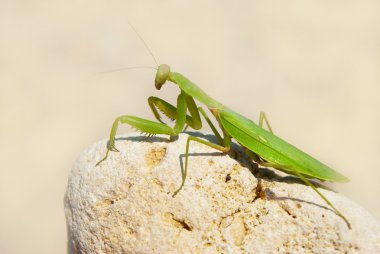 Green mantis. clipart