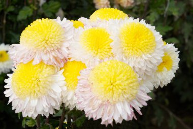 Yellow-white chrysanthemums. clipart