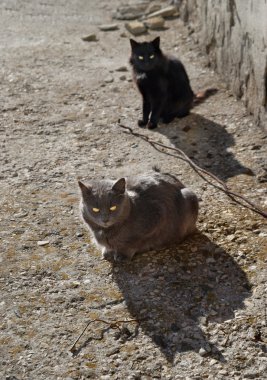 yerde oturan gri ve siyah kedi.