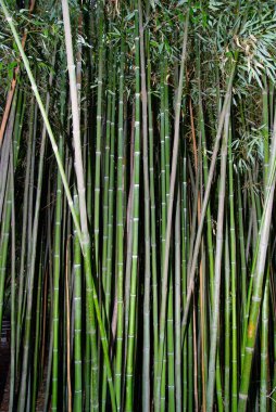 Yeşil zen bambu.