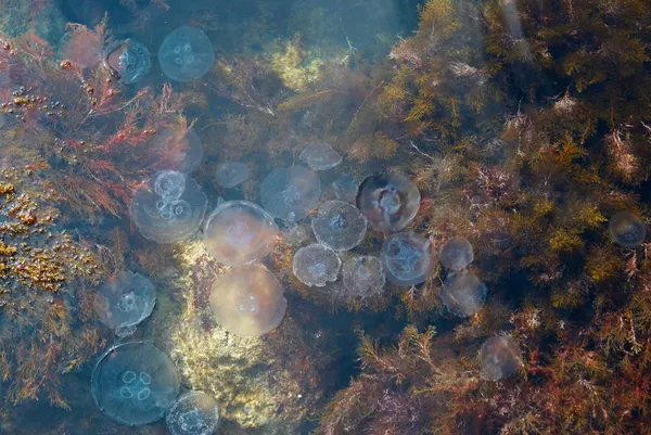 Медузы в воде . — стоковое фото