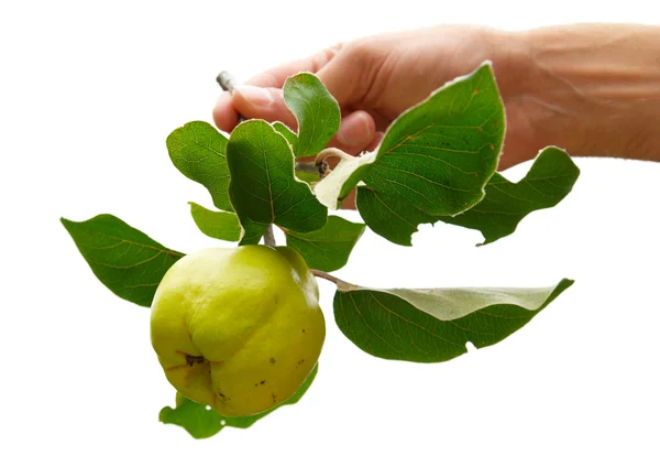 stock image Quince with leaves isolated on white.