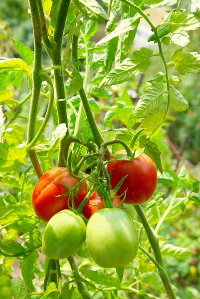 ブッシュに赤と緑のトマト. — ストック写真