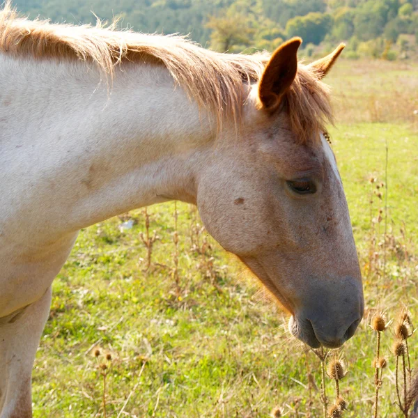 Пасущаяся лошадь — стоковое фото