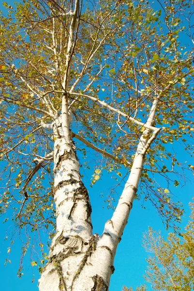 Abedul de otoño con cielo azul . — Foto de Stock