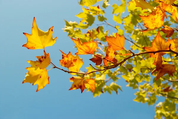 Желтые осенние листья . — стоковое фото