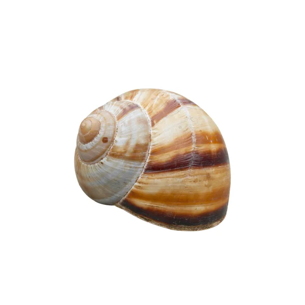 Shell with path isolated on white. — Stock Photo, Image