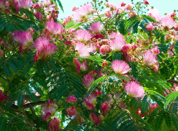 Virágokat a gumiarábikum (albizzia julibrissin). — Stock Fotó