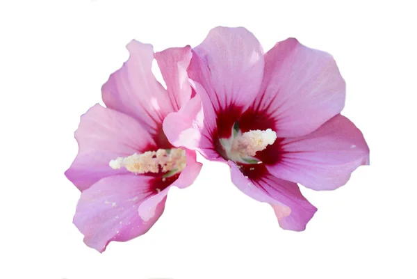 Фіолетові квіти ізольовані на білому . — стокове фото
