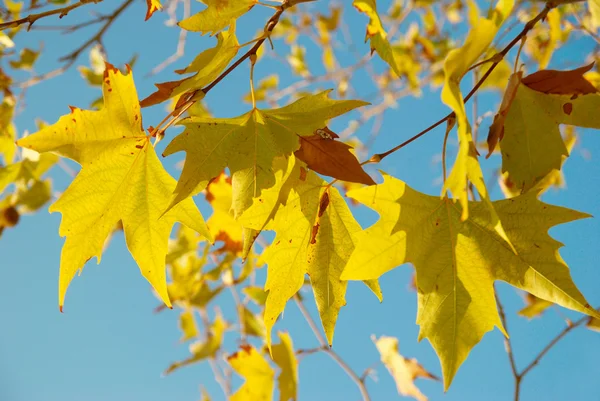 Sárga őszi levelek. — Stock Fotó
