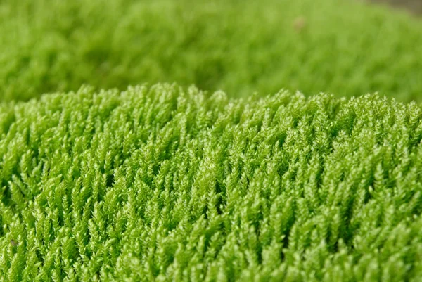 stock image Textured green grass.