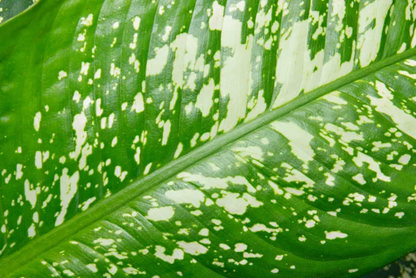 Green leaf of Dieffenbachia. — Stock Photo, Image
