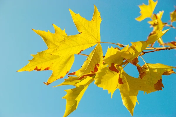 Feuilles d'automne jaunes . — Photo