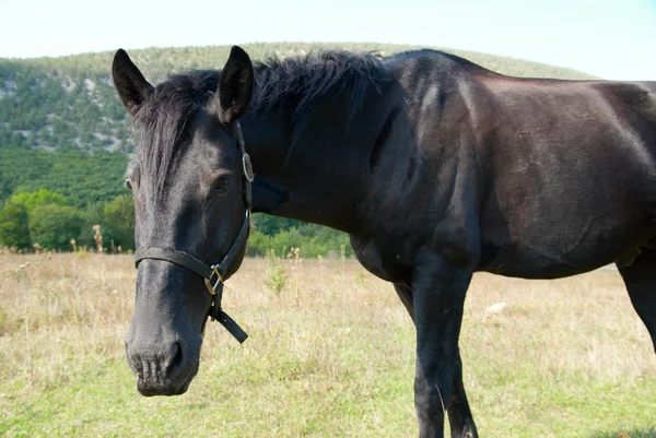 Zwart paard in het veld. — Stockfoto