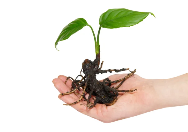 Jovem planta verde na mão isolado em branco . — Fotografia de Stock