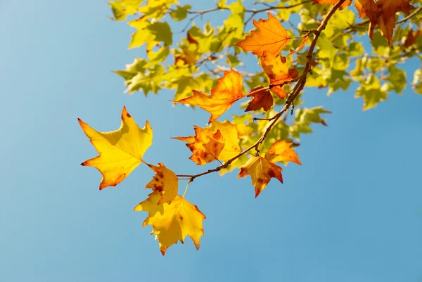 Желтые осенние листья . — стоковое фото