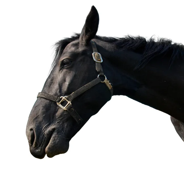 Zwarte paard geïsoleerd op wit. — Stockfoto