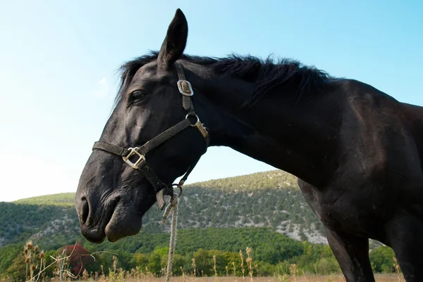 Zwart paard in het veld. — Stockfoto