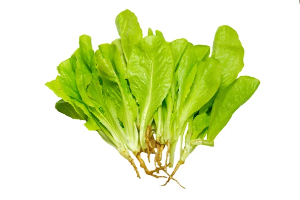 Grüner Salat isoliert auf weißem. — Stockfoto