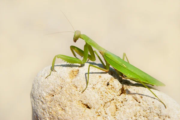 Groene mantis. — Stockfoto