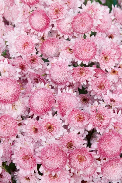 Området för rosa krysantemum. — Stockfoto