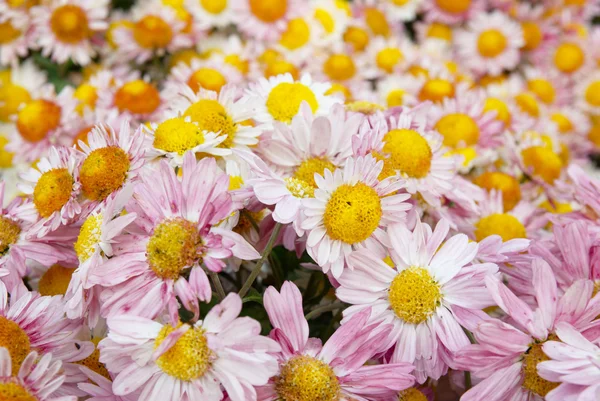 Field of pink chrysanthemum. — Stock Photo, Image