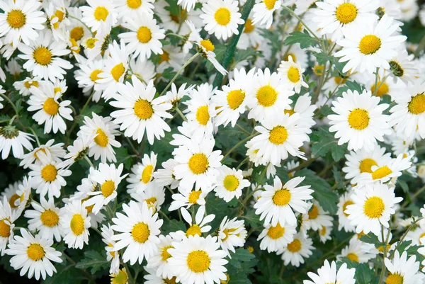 stock image Field of white chrysanthemum.