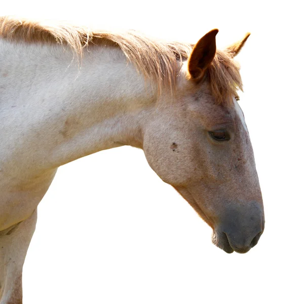 Paard geïsoleerd op wit. — Stockfoto