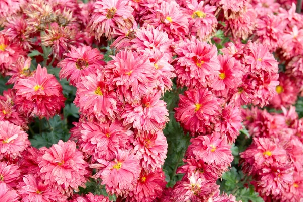 Campo de crisantemos rosados . — Foto de Stock