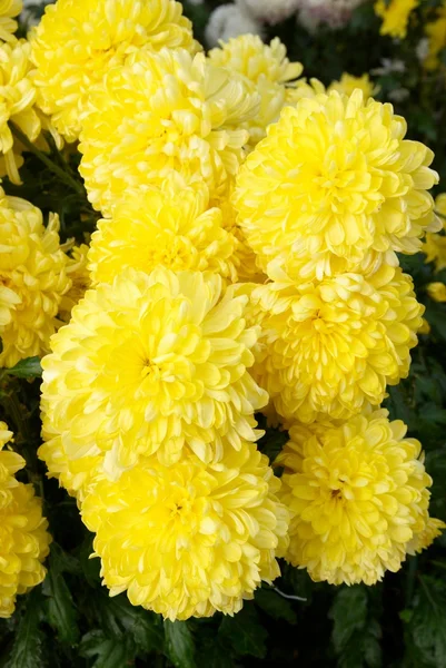 Жовті хризантеми . — стокове фото
